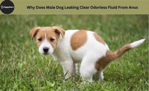 why is my dog leaking brown fluid|Male Dog is Leaking Brown Fluid – What to Do Next